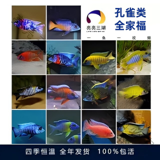 孔雀类性情温和精品纯鲷发色完美