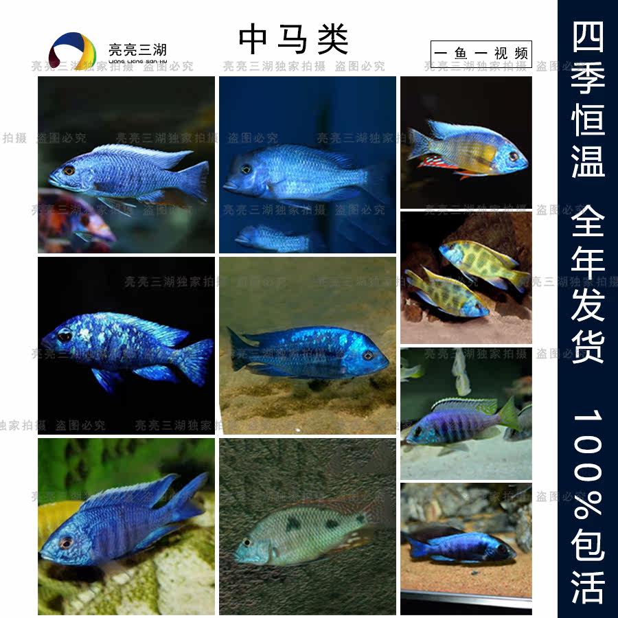 三湖慈鲷鱼马鲷 中马类精品发色公鱼 稳定发色淡水观赏鱼新手好养