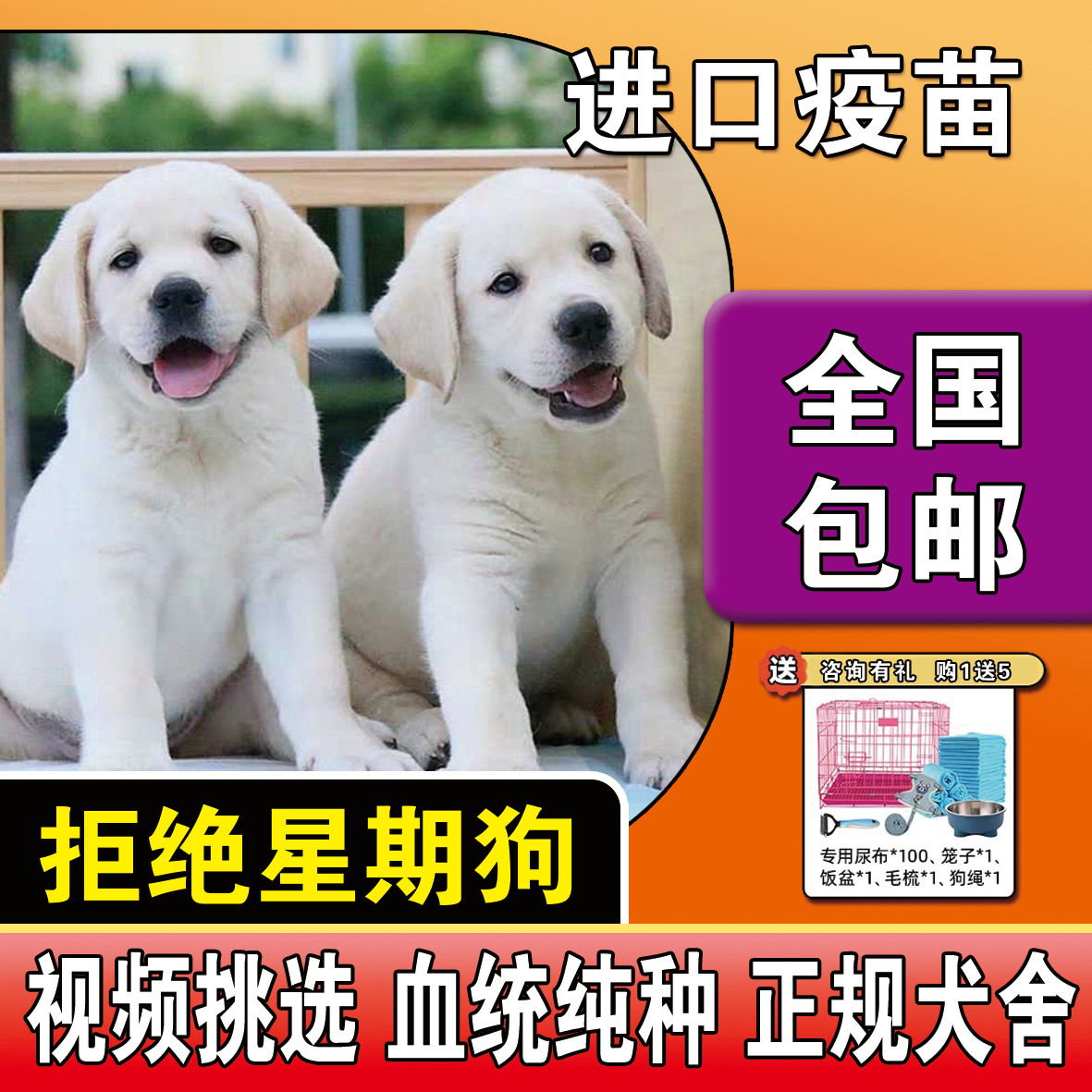 纯种拉布拉多幼犬导盲犬活体拉布拉多巡回猎犬家养神犬小七宠物狗
