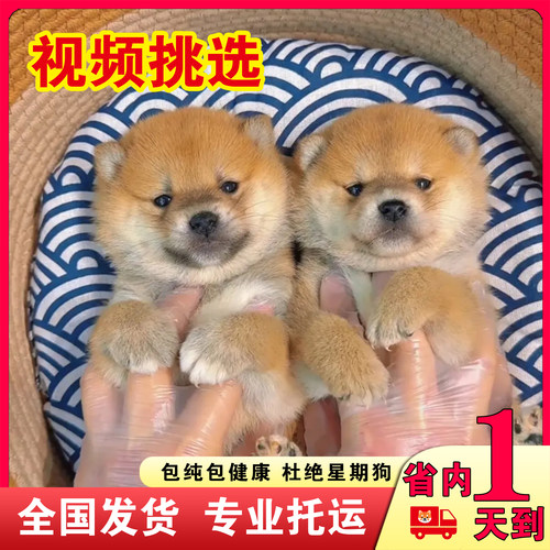 纯种柴犬幼犬日本赤柴黑白豆