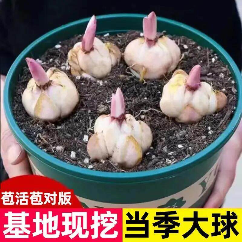 香水百合种球盆栽带花苞进口重瓣百合花球种子花苗鲜花卉