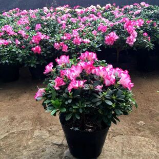 杜鹃花盆栽带花苞四季开花不断室内客厅阳台花卉植物好养易活