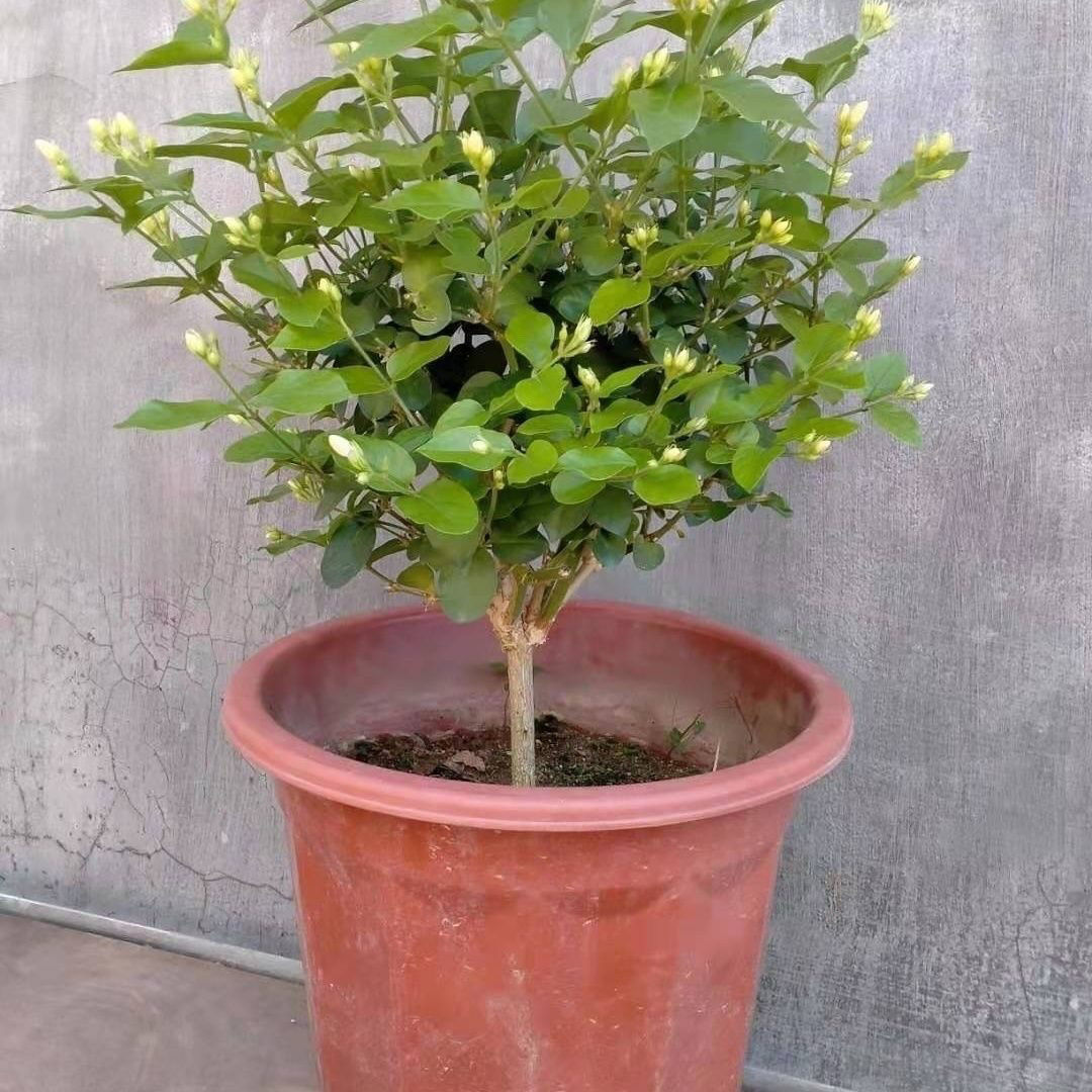 笔尖茉莉花盆栽独杆老桩树苗绿植花卉驱蚊虫室外庭院笔尖清香型