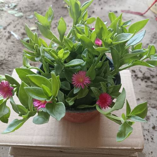 牡丹吊兰花苗带花阳台垂吊植物四季吊兰盆栽开花植物多年生好养