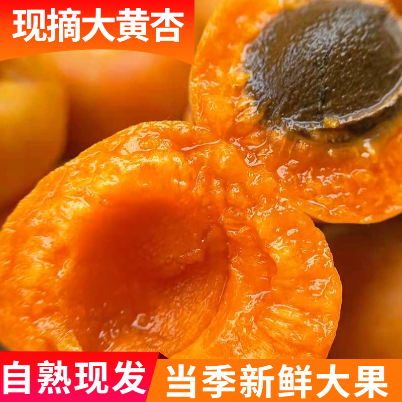 金太阳杏子新鲜时令水果现摘陕西大荔酸甜脆杏大黄杏整箱包邮孕妇