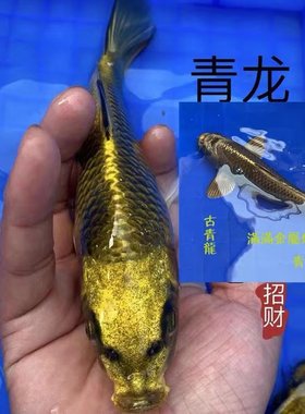 锦鲤活鱼古黄金冷水淡水鱼观赏鱼