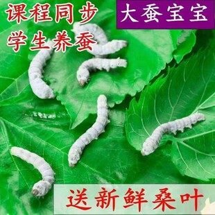 巨无霸蚕宝宝和桑叶巨型稀有品种小学生养蚕套装三五龄四龄春蚕蝉