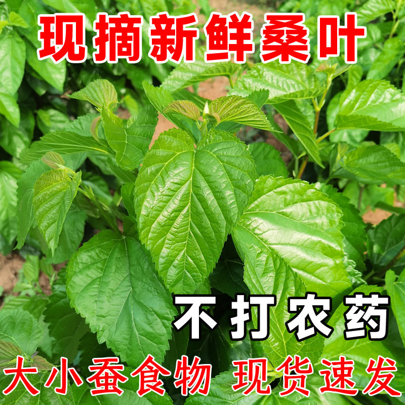 桑叶喂蚕新鲜现摘桑叶蚕宝宝春蚕饲料儿童学生养蚕套装无农残同城图片
