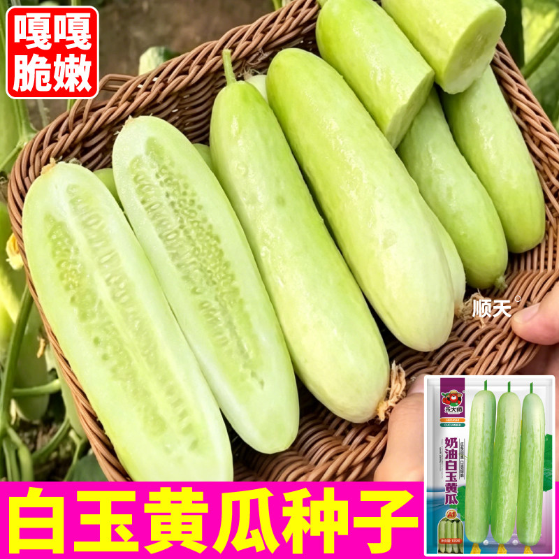 高颜值奶油白玉黄瓜种子清甜无涩脆甜水果黄瓜种籽阳台小院种植