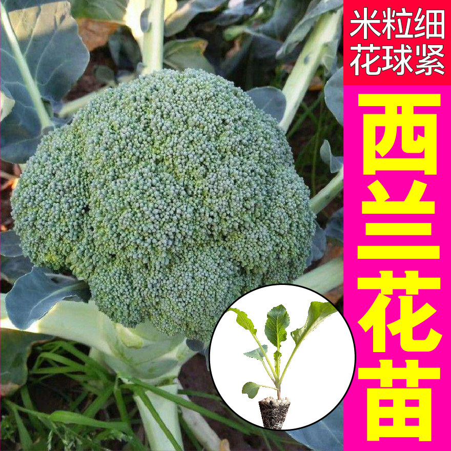 山东寿光西兰花苗秧耐热耐寒四季高产花椰菜阳台小院盆栽四季种子