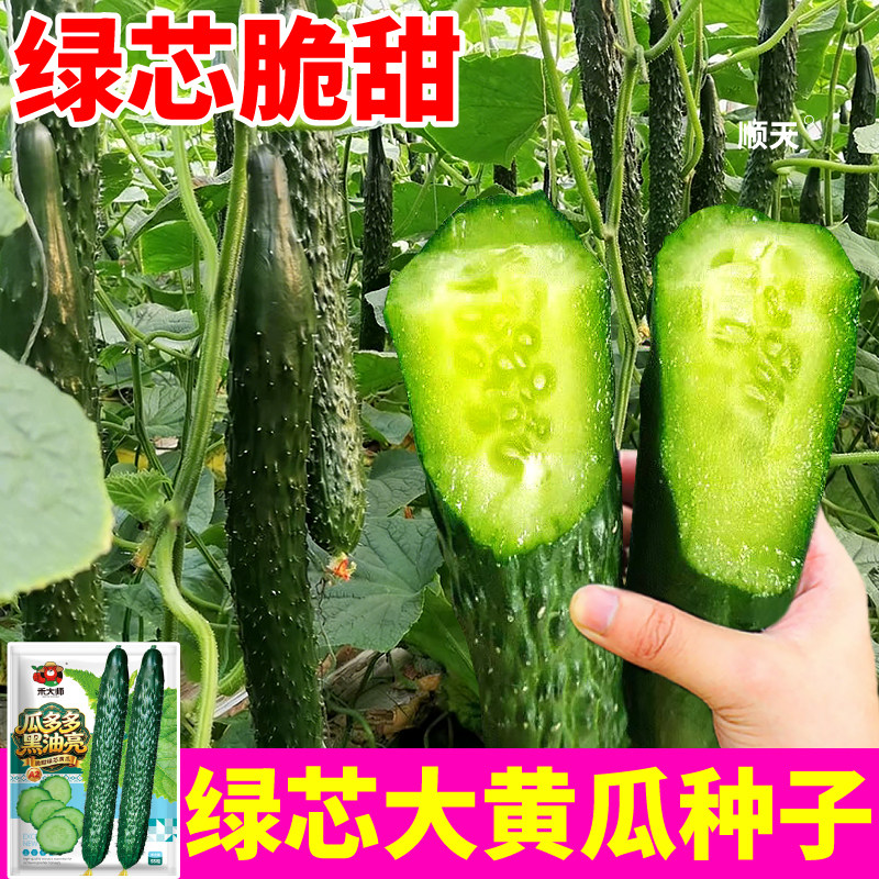 绿芯黄瓜种子油亮密刺高产满地爬奶油白玉黄瓜种籽阳台小院地栽