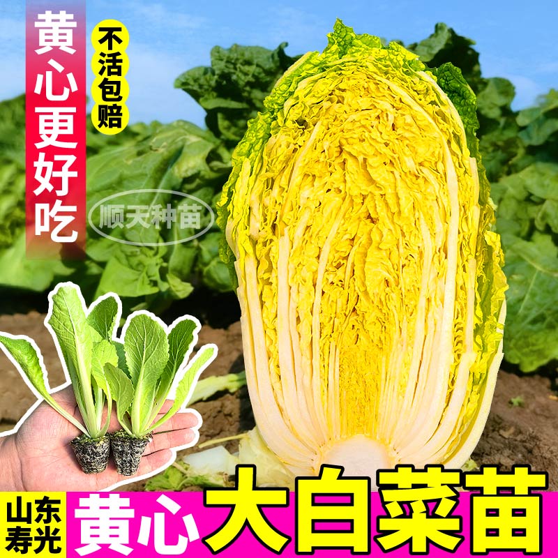正宗黄心大白菜苗秧早熟高产大白菜紫白菜种子耐寒小院盆栽蔬菜