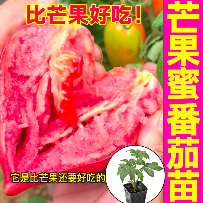红芒果蜜番茄苗秧苗四季盆栽沙瓤爆甜黄芒果番茄种子牛心果西红柿