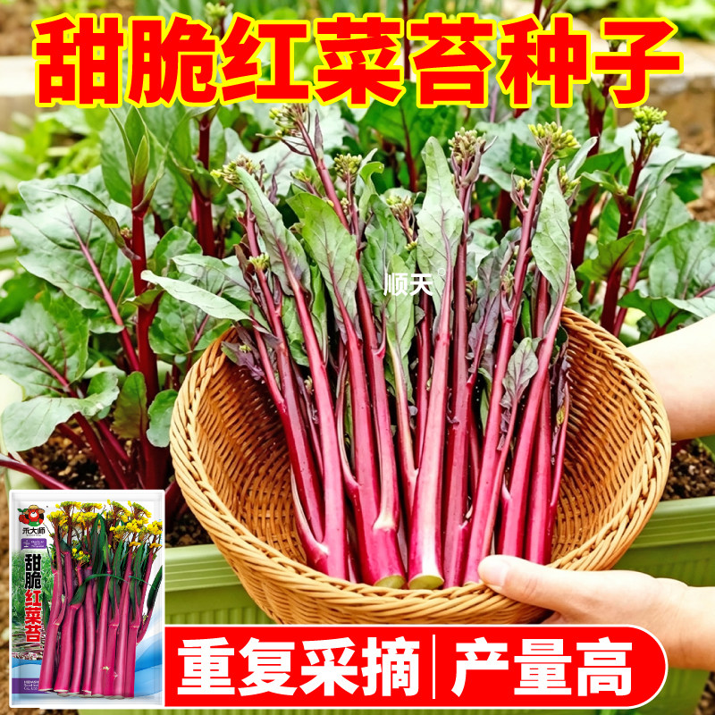 甜脆红菜苔种脆嫩高产多茬采收红白菜苔种籽农家小院阳台春秋播种