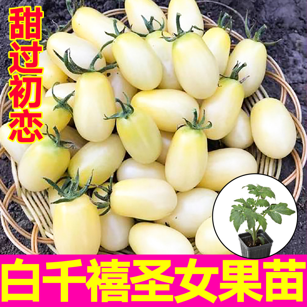 山东寿光白千禧圣女果苗秧苗超甜初恋番茄黑玫瑰红黄白千禧种子籽