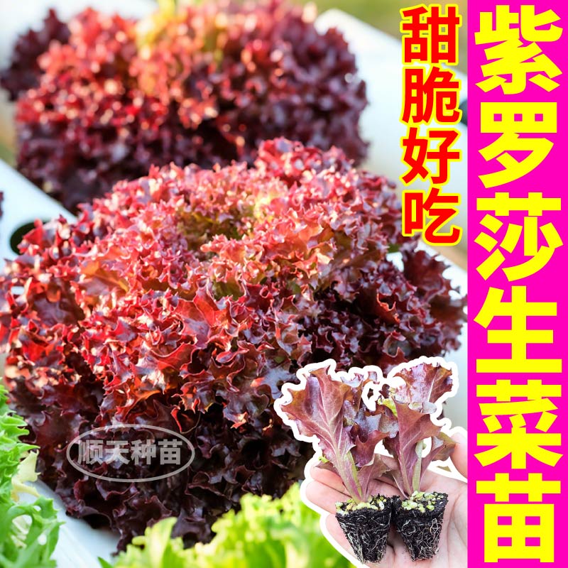 紫罗莎生菜苗秧四季高产耐寒紫生菜结球大速生菜种子阳台庭院盆栽