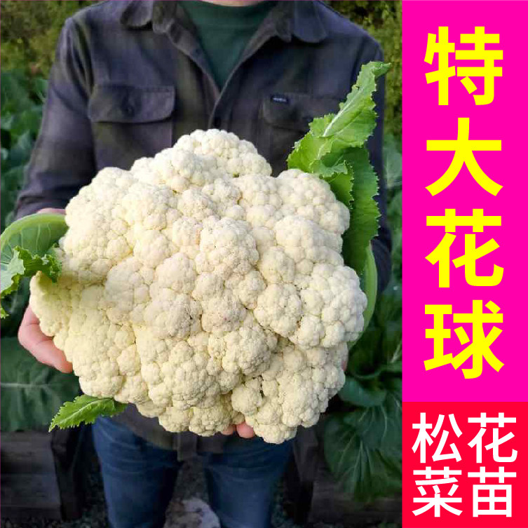 寿光松花菜苗秧高产半松花球大花椰菜西兰花种籽食用观赏小院四季