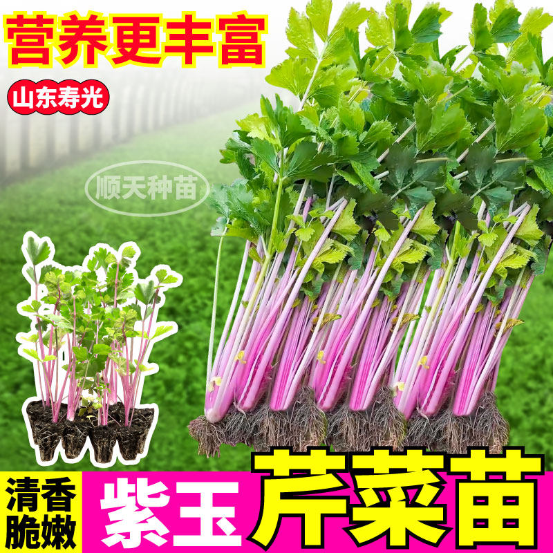 山东寿光紫玉芹菜苗秧脆嫩多汁红香芹水果香芹种子阳台盆栽西芹苗