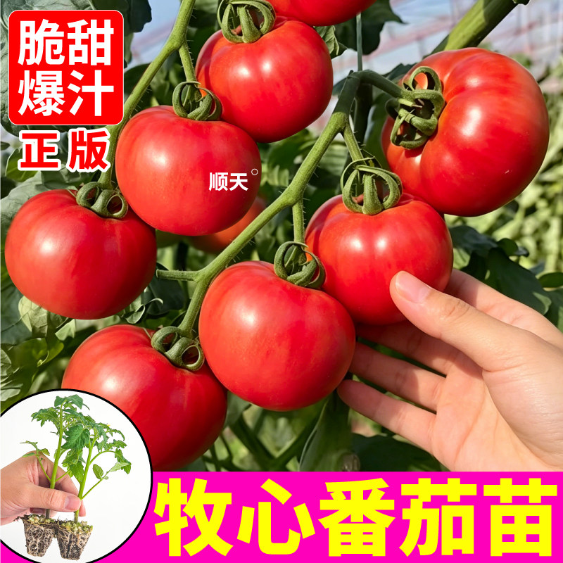 正宗牧心番茄苗秧高糖度红黄紫黑马蹄草莓柿子四季盆栽地栽种植