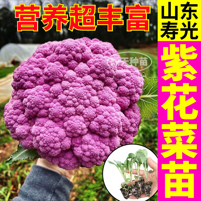 山东寿光好看又好吃紫晶花菜秧苗西兰花松花菜种子盆栽四季高产苗,鲜花速递/花卉仿真/绿植园艺,种苗/半成品盆栽,淘宝优惠券,粉丝福利购,淘宝优惠卷