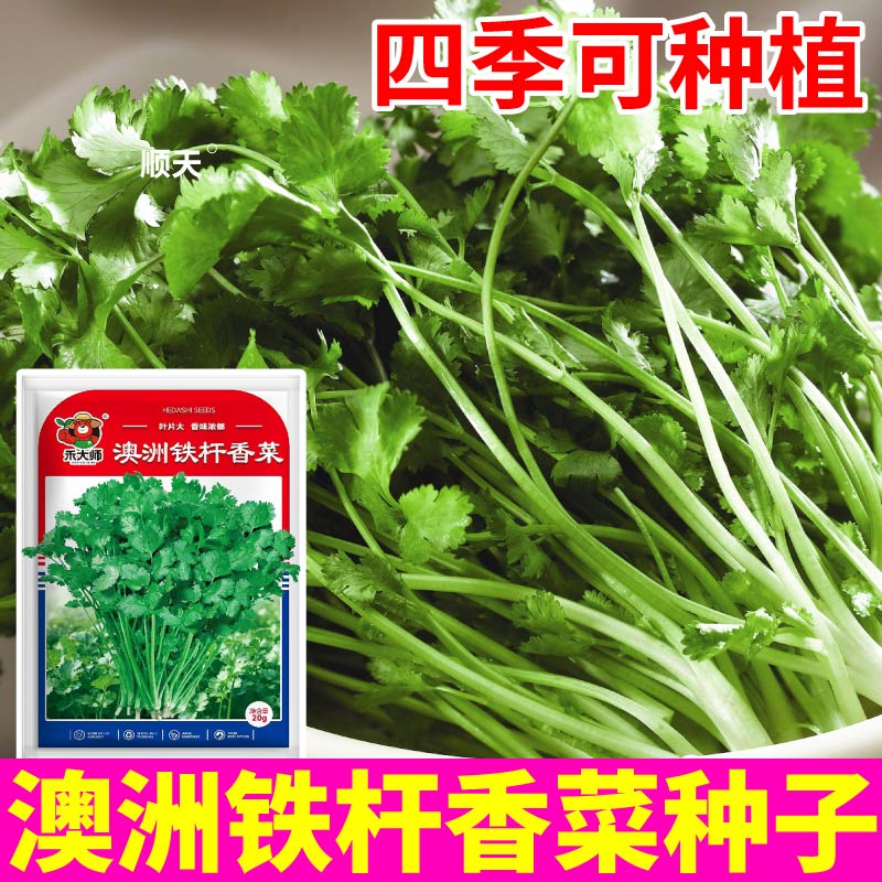 澳洲铁杆香菜种子叶片大香味浓郁一年四季可种阳台大田盆栽种植