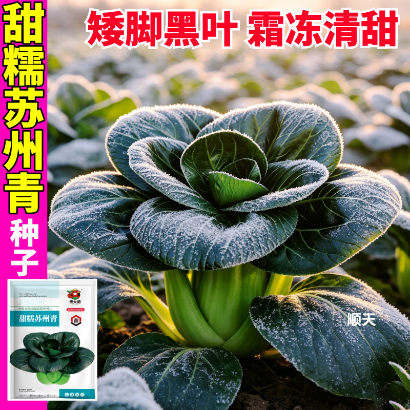 高产苏州青种子甜糯无渣持续采收青菜脆嫩苏州青种籽耐寒当季新种