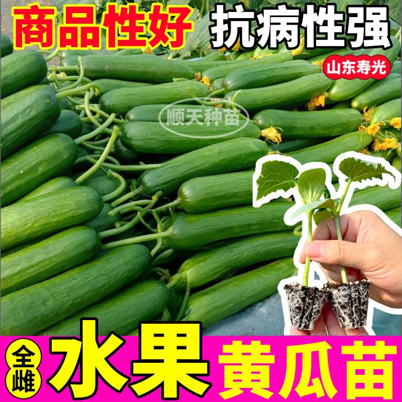 寿光高产嫩脆全雌水果黄瓜旱黄瓜苗秧带刺大黄瓜种子四季盆栽阳台