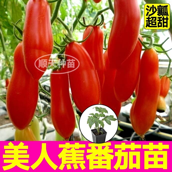 寿光美人蕉番茄苗秧奶油香蕉种子沙瓤超甜皮薄大粉普罗旺斯西红柿