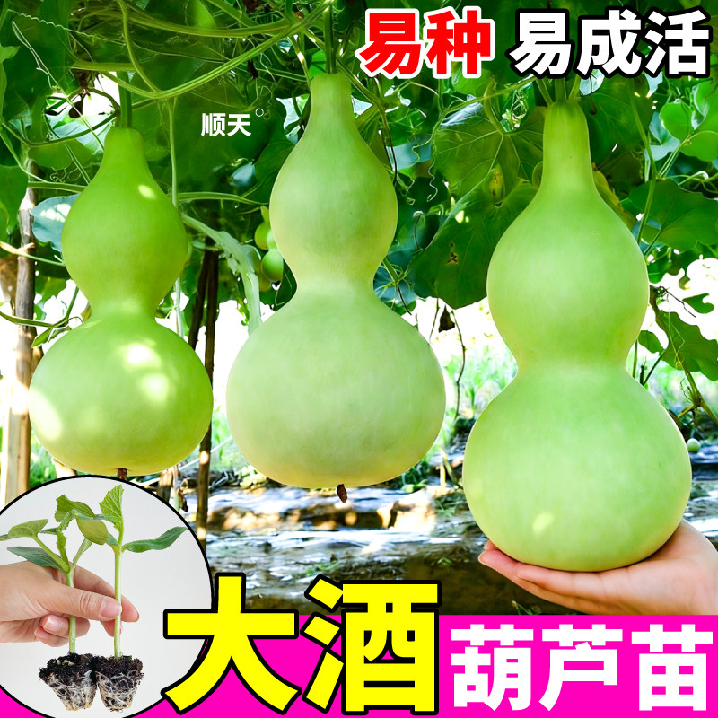 寿光大酒葫芦苗秧带土球四季庭院观赏文玩手捻小亚腰葫芦种子