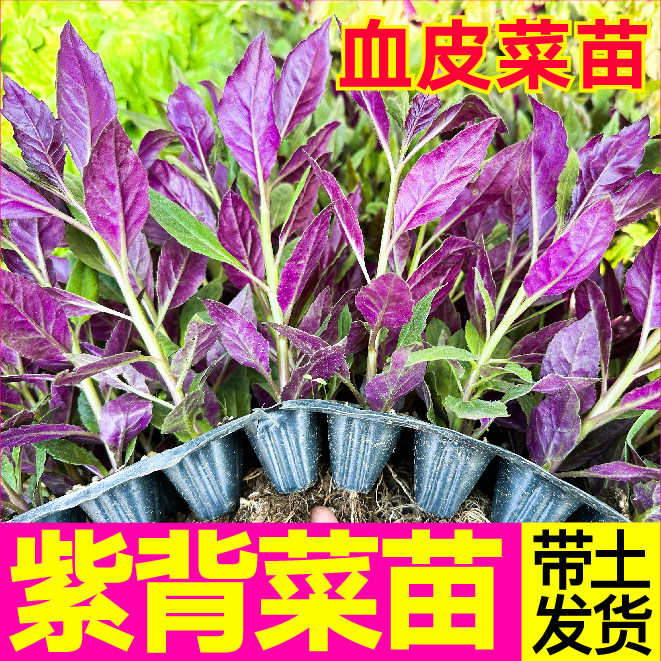 天然补血菜紫背天葵菜秧苗盆栽阳台蔬菜野生血皮菜观音菜四季苗