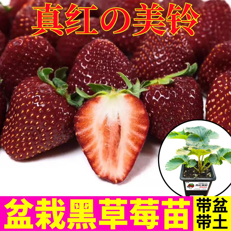 寿光盆栽草莓苗真红美玲草莓苗秧黑珍珠白果红果草莓南北方种植