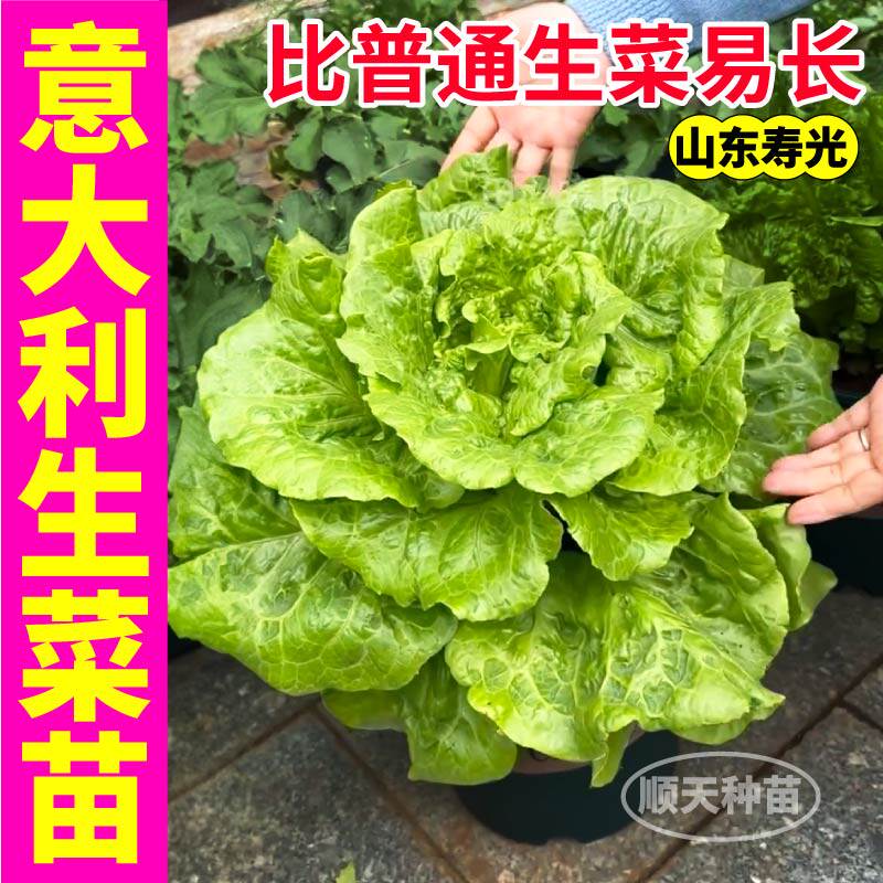 意大利生菜苗秧高产四季种植耐寒大速红皱直立生菜种子阳台小院