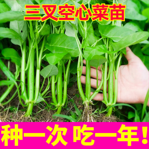 高产三叉空心菜秧苗四季盆栽白梗柳叶空心菜种子多茬采收蔬菜苗