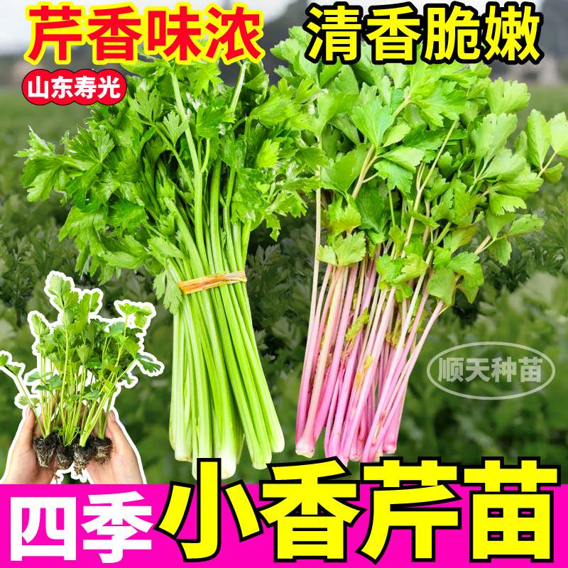 山东寿光芹菜苗四季小香芹苗带土西芹苗春秋种植盆栽阳台菜园蔬菜