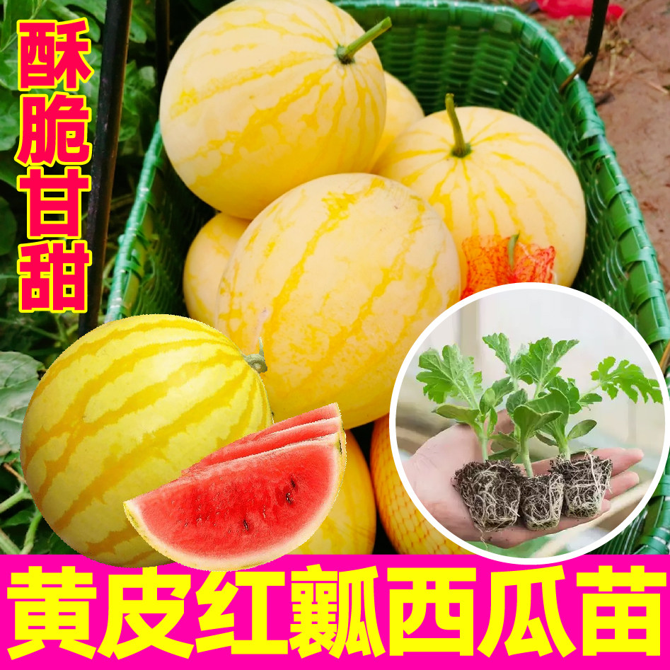 山东寿光超甜黄皮红瓤西瓜秧苗金麒麟西瓜种子春秋盆栽小院带土球