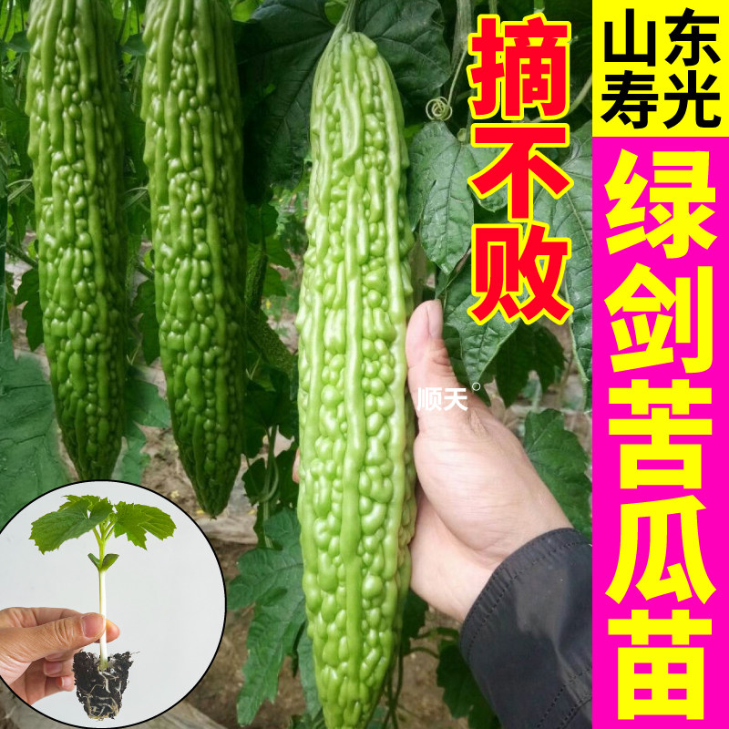摘不败绿剑苦瓜苗秧四季耐热绿珍珠带土金癞瓜苹果苦瓜种子阳台