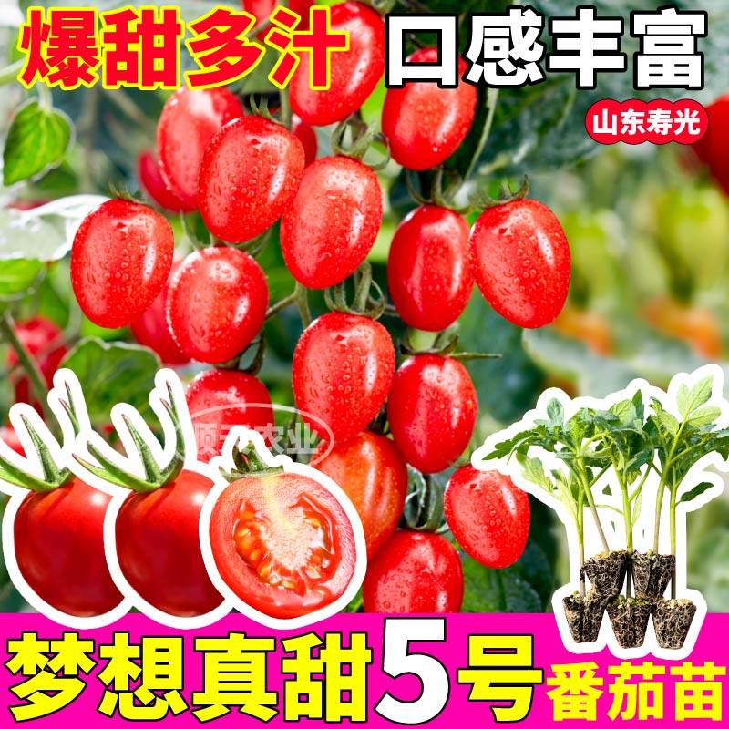 寿光梦想真甜5番茄苗秧西红柿圣女果种子四季盆栽春秋高产红千禧