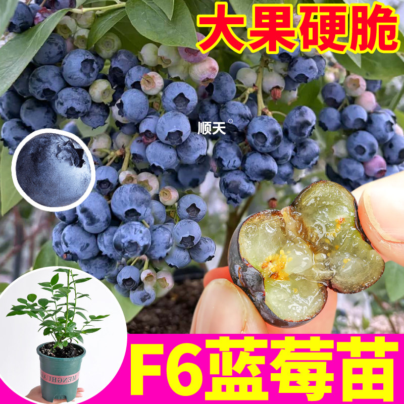 寿光L25花香蓝莓盆栽F6蓝莓苗秧耐寒易活阳台庭院室内外原土原盆