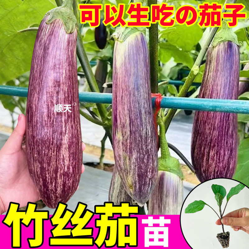 正版糯甜竹丝茄苗秧长茄秧水果茄子金丝面包茄种子黑圆茄四季高产