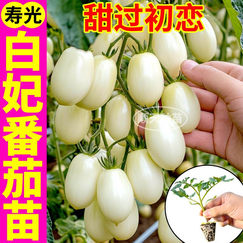 超甜白妃樱桃番茄苗秧带土球四季春秋高产连续坐果棵盆栽西红柿籽