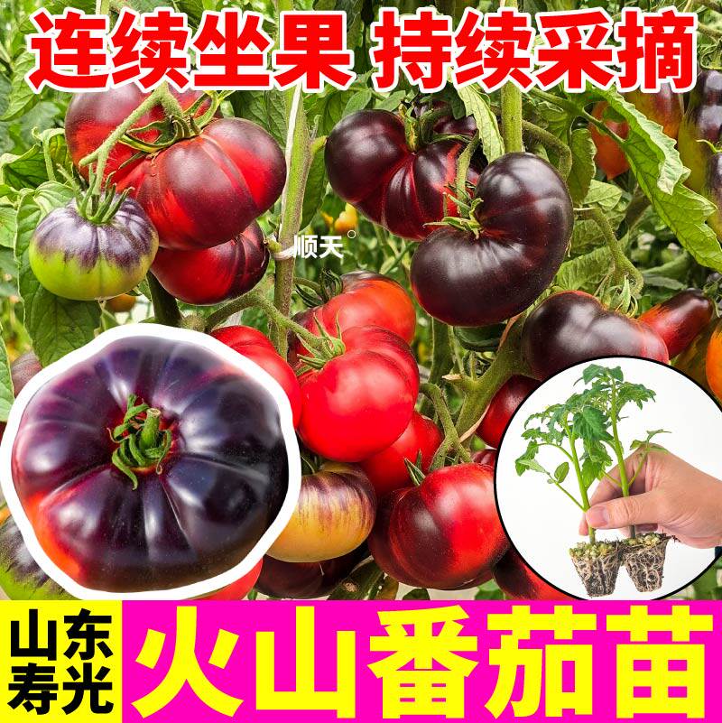 火山番茄苗秧红黄黑紫马蹄种子