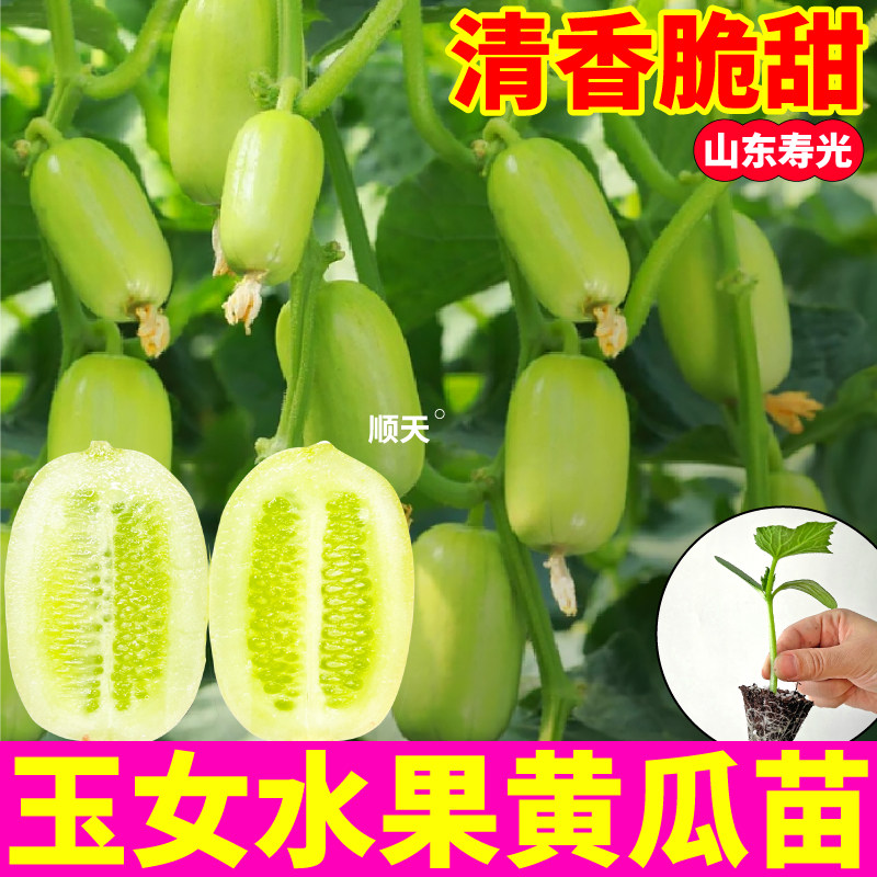 寿光金童玉女黄瓜苗秧带土球水果大小黄瓜种子四季春秋阳台小院