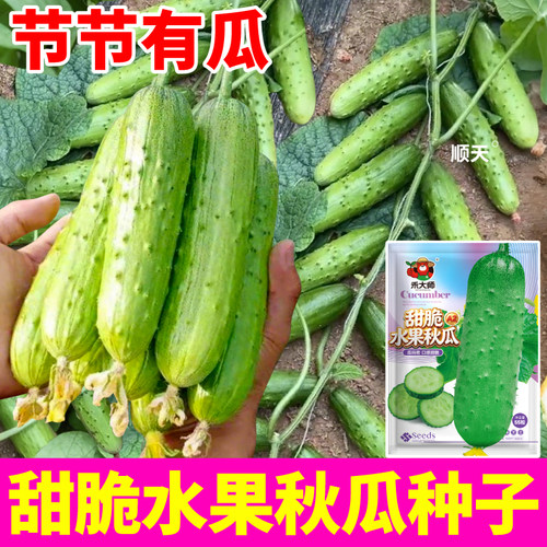 【生吃脆甜】水果秋黄瓜种子免搭架高产吊蔓地爬黄瓜种籽庭院阳台