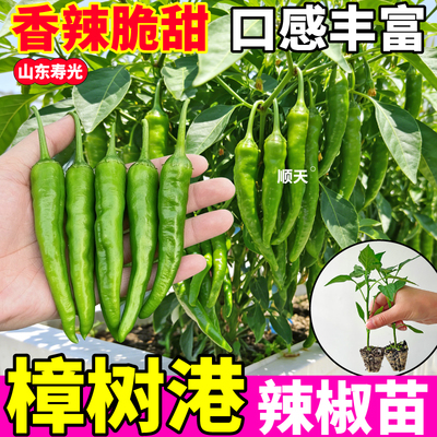 正宗樟树港辣椒苗秧椒香味浓小青椒种子甜椒红白小米辣小院阳台