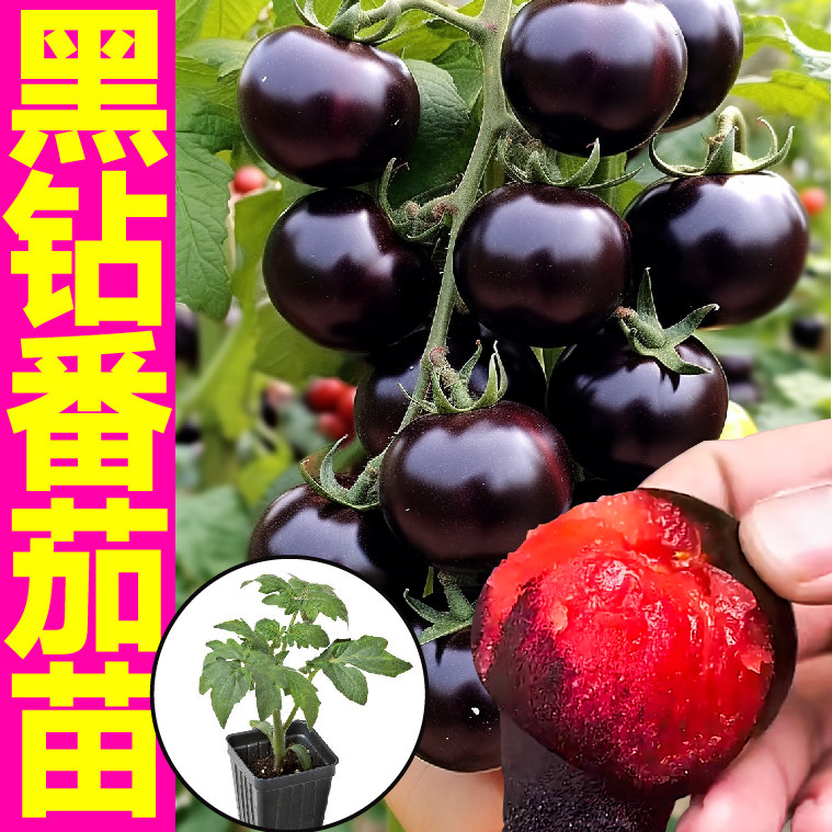 山东寿光糖水炸弹黑珍珠番茄苗秧苗四季春秋高产西黑柿圣女果种子