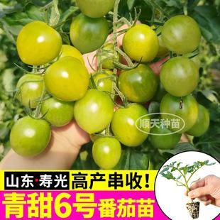 山东寿光青甜6号番茄苗秧红千禧金玲珑圣女果超甜高产阳台盆栽苗