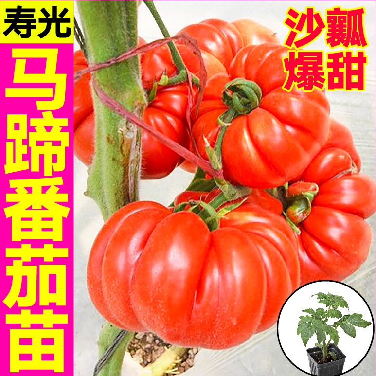 红马蹄番茄秧苗幼苗爆甜沙瓤丑柿子种子四季盆栽黑牛排鹅肝盆栽