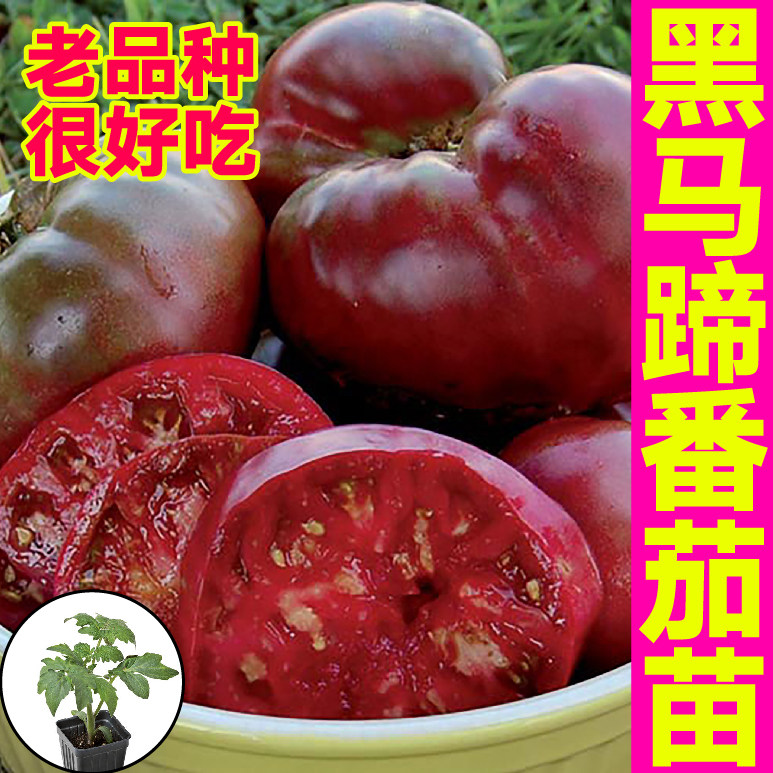 黑马蹄番茄苗秧苗沙瓤爆甜丑八怪柿子种子四季盆栽红黑牛排番茄苗