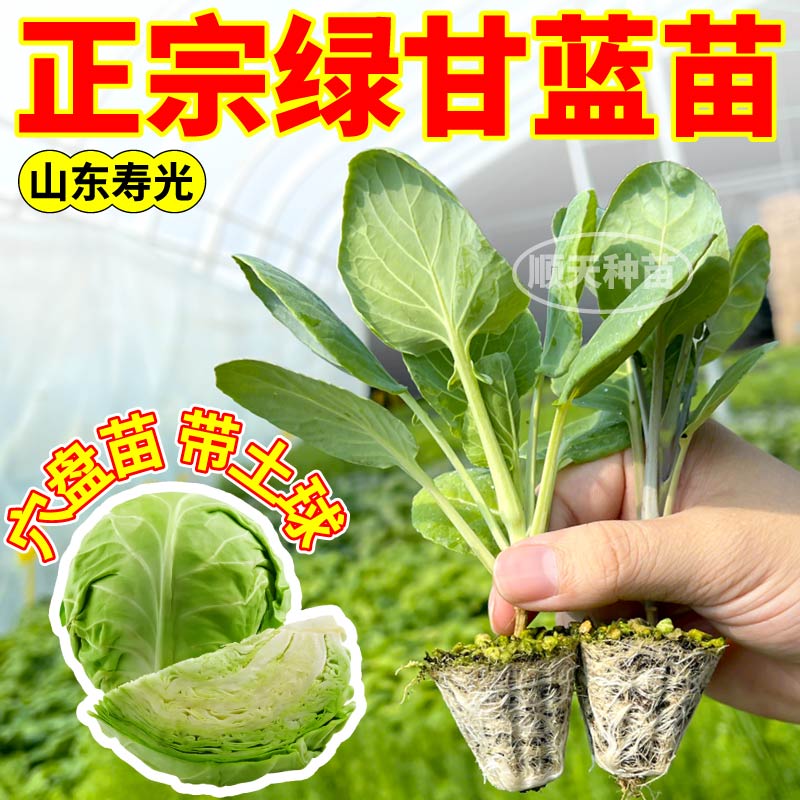 高产耐寒绿甘蓝苗秧带土铁头菜包心菜种子阳台盆栽松花菜紫甘蓝