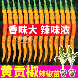 山东寿光黄贡椒黄贡椒新鲜苗黄辣椒新鲜特辣黄线椒种苗四季盆栽